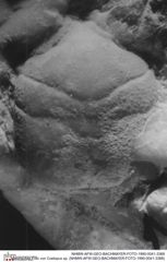 Historisches Foto von Coelopus sp. (NHMW-AFW-GEO-BACHMAYER-FOTO-1990-0041-3368)